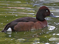 Ferruginous Duck x Baer's Pochard hybrid